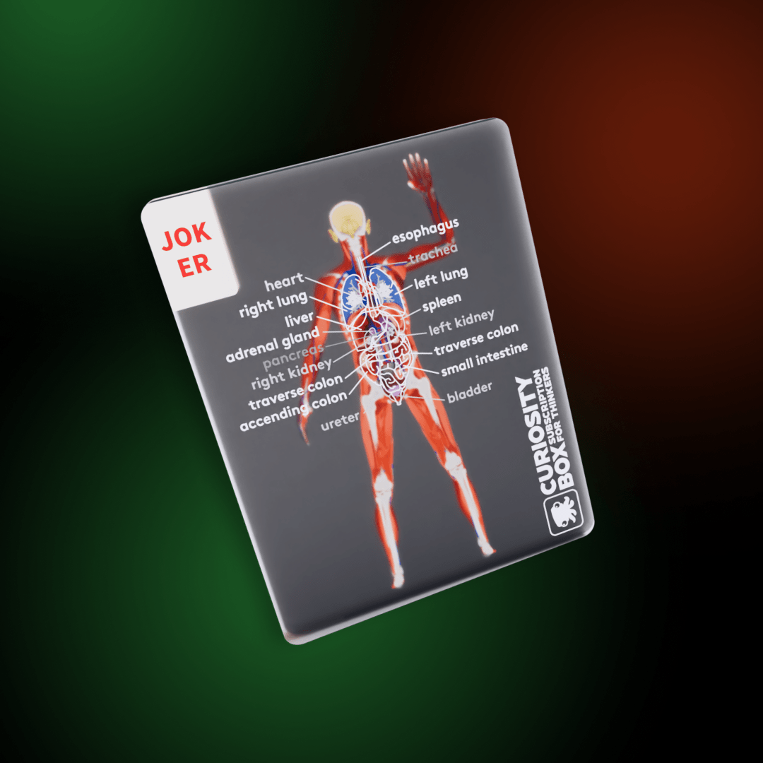 The Body Deck -💖Human Slice Playing Cards